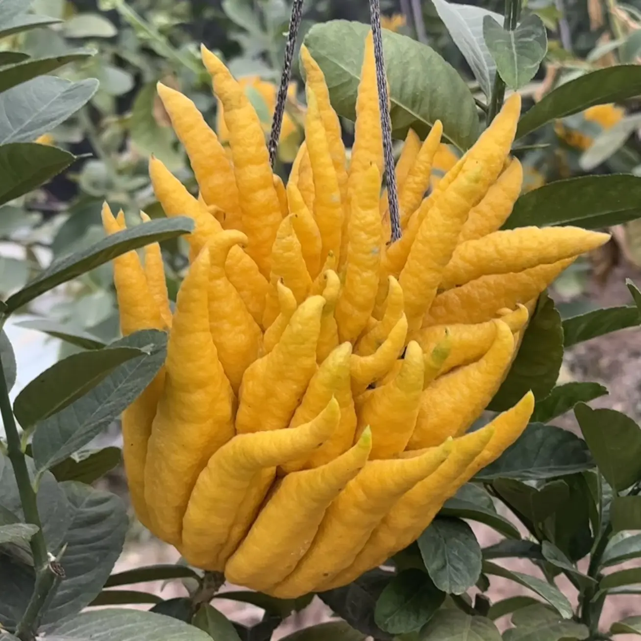 新鲜佛手柑水培绿植观赏闻香清供室内植物