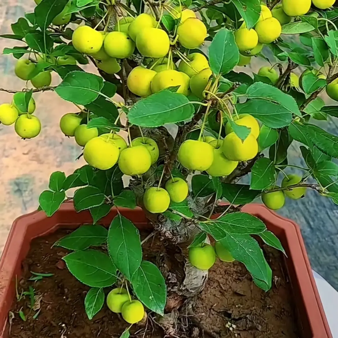 冬红果贵人果沙果造型老桩绿植盆栽花卉植物