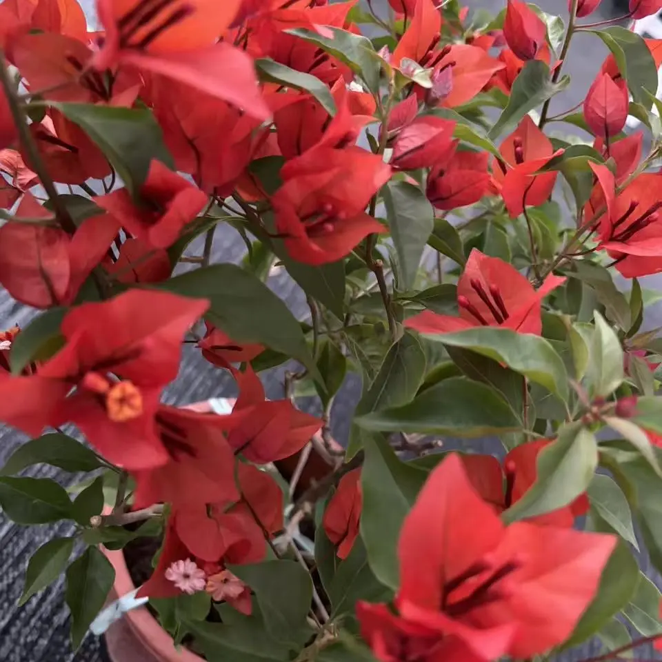 热火桑巴三角梅四季开花老桩易养活适合阳台种植的花卉绿植