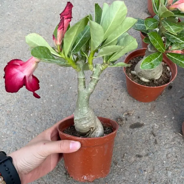 重瓣沙漠玫瑰老桩四季开花浓香型耐旱耐热阳台盆栽花卉植物