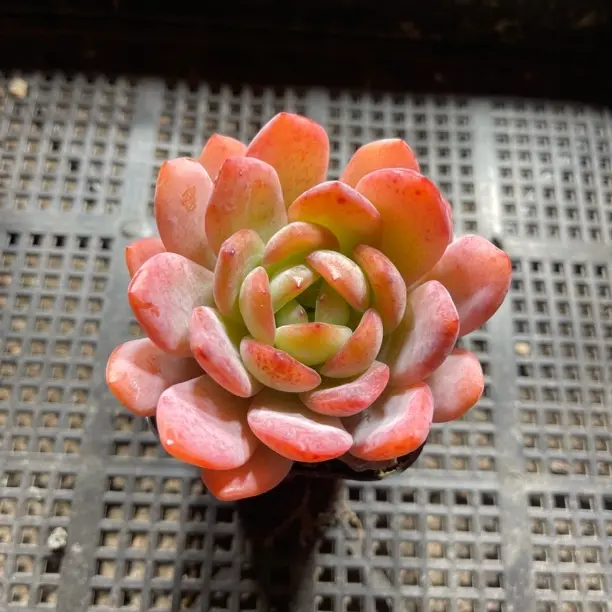 多肉植物 全明星满12.9包邮