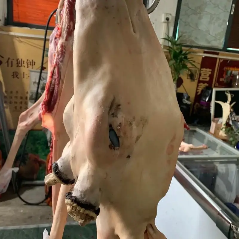 梅花鹿头 公头 母头 顺丰包邮