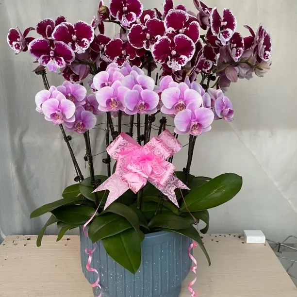 高货好养黑紫色蝴蝶兰14花剑高品质