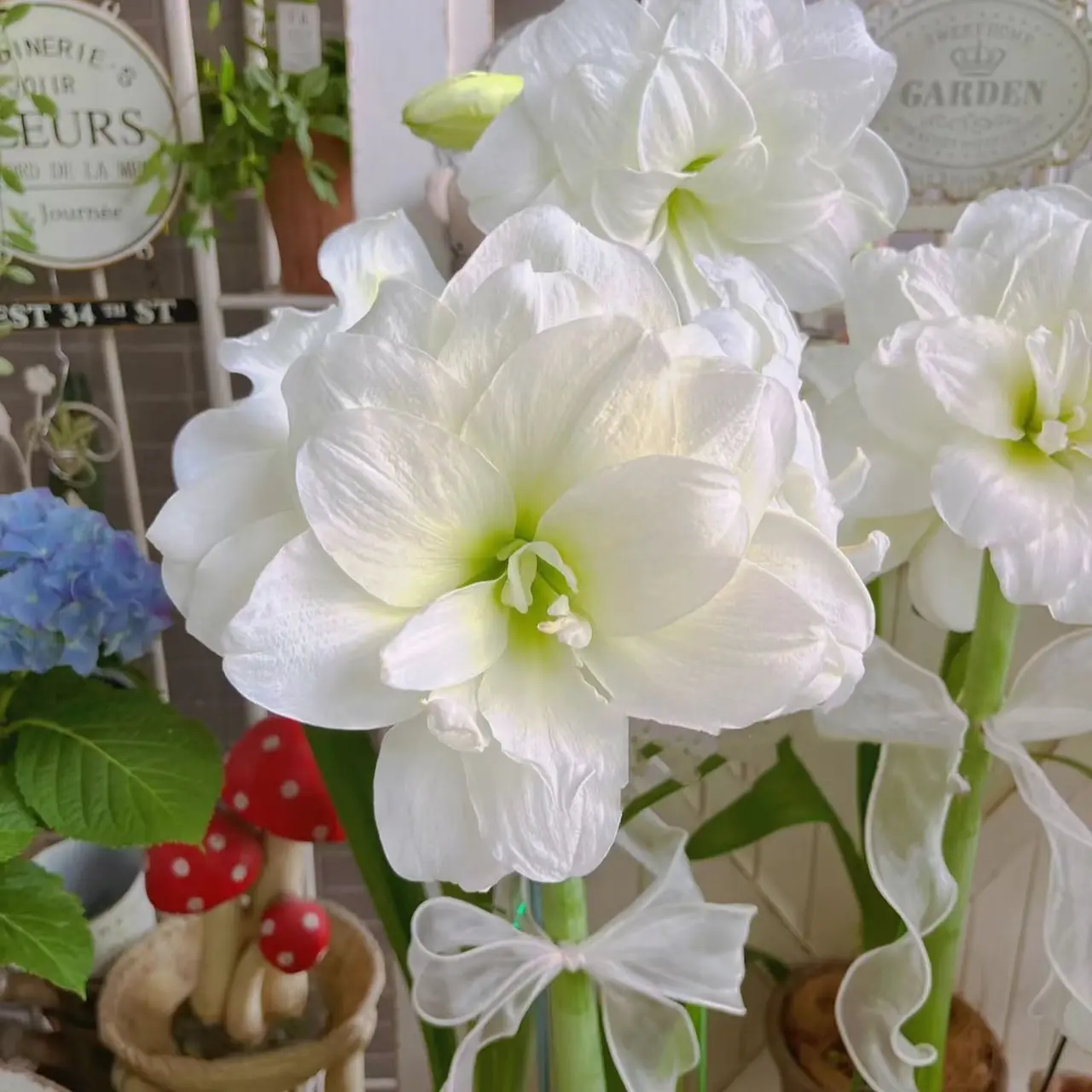 【朱顶红】重瓣种球多年生室内阳台庭院盆栽四季开花好养护植物