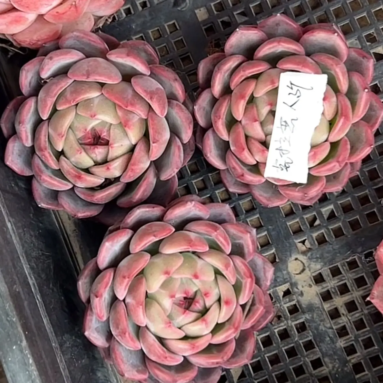 克拉恋人多肉植物室内外好养净化空气盆栽花卉