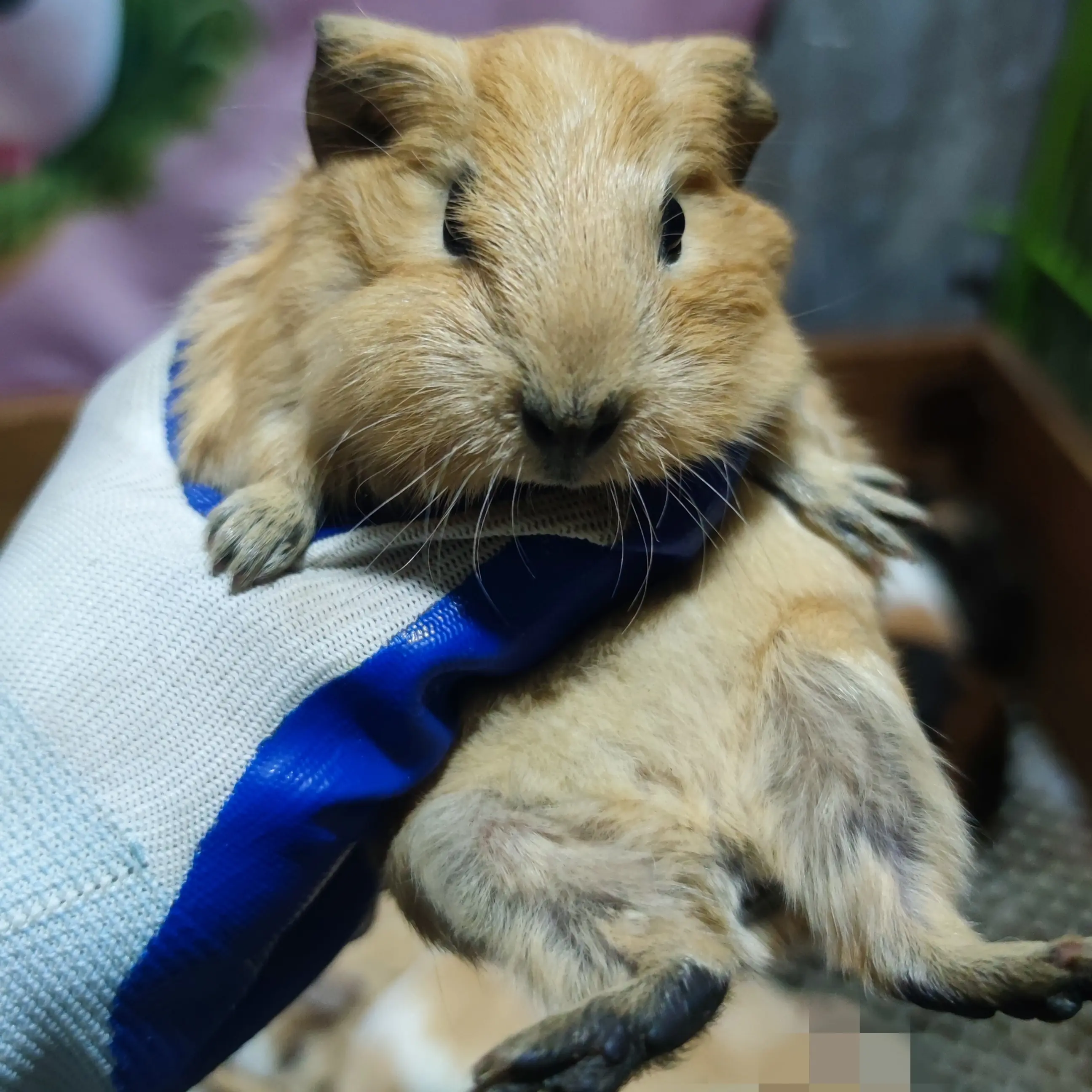 一物一拍奶黄加州荷兰猪弟弟八黑全品，耳朵有小小小豁口特价出售