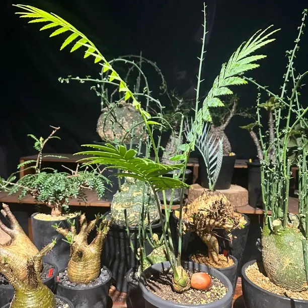 巨型双子铁包邮发货