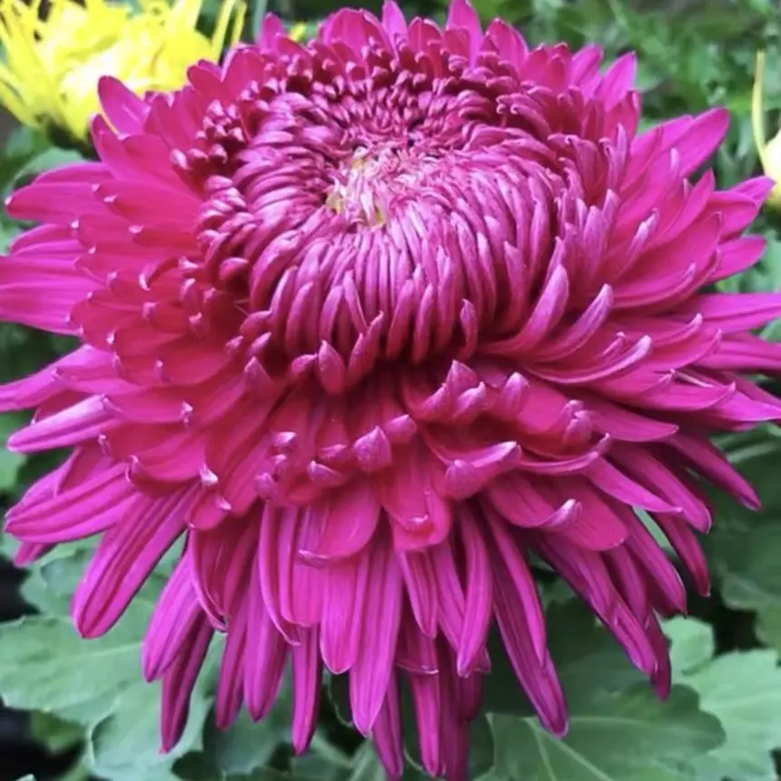 【洹水桃花】大花富贵菊九月菊盆栽绿植