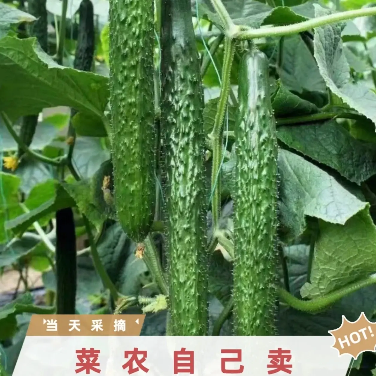 河南新鲜带刺黄瓜现摘现发清甜多汁可生吃蔬菜3斤5斤