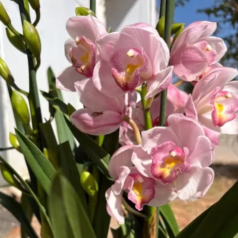 十惠一兰2号（双色大花惠兰）稀有品种五年老桩，盆坏！消苞不售后