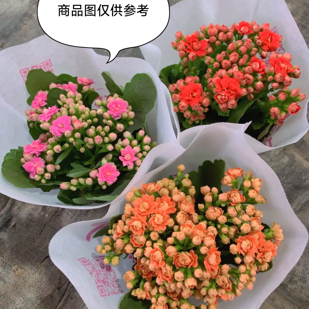 精品长寿一物一拍四盆，四季花卉，开花小机器