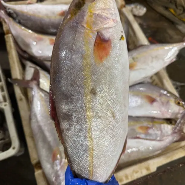 连云港发货故事，新鲜章红鱼鲜活300-500g每条顺丰包邮海鱼乌鱼子