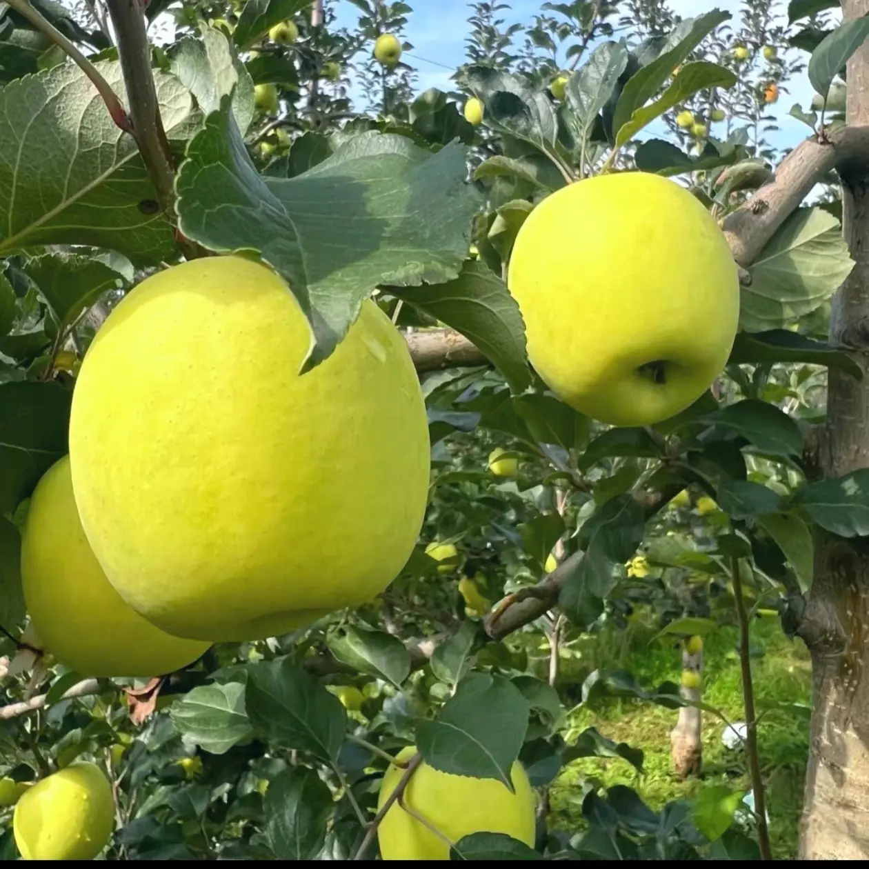 陕西铜川瑞雪苹果脆甜多汁玫瑰香应季新鲜水果青苹果