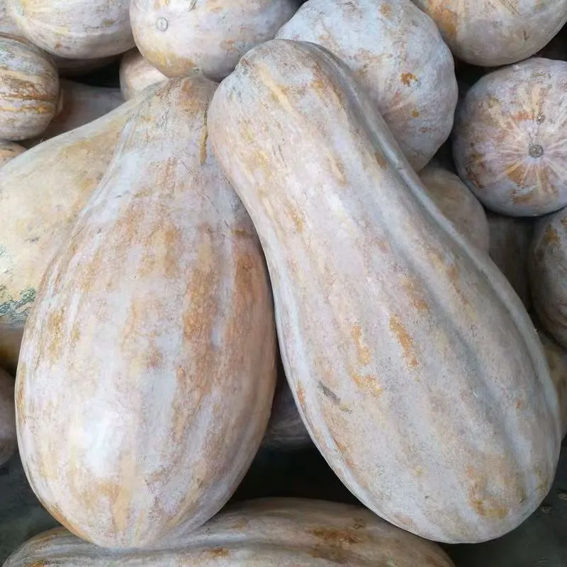 老南瓜 湖南常德农家菜园自种老南瓜 现摘现发 纯天然 助农 