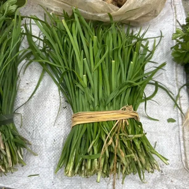 湘西山里韭菜口感鲜美营养丰富