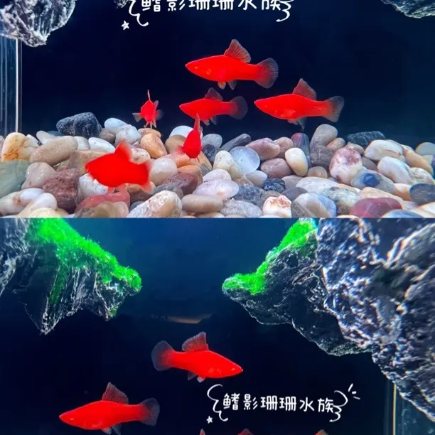 高鳍红箭菊花帆圆尾鱼苗（1-1.5月龄）