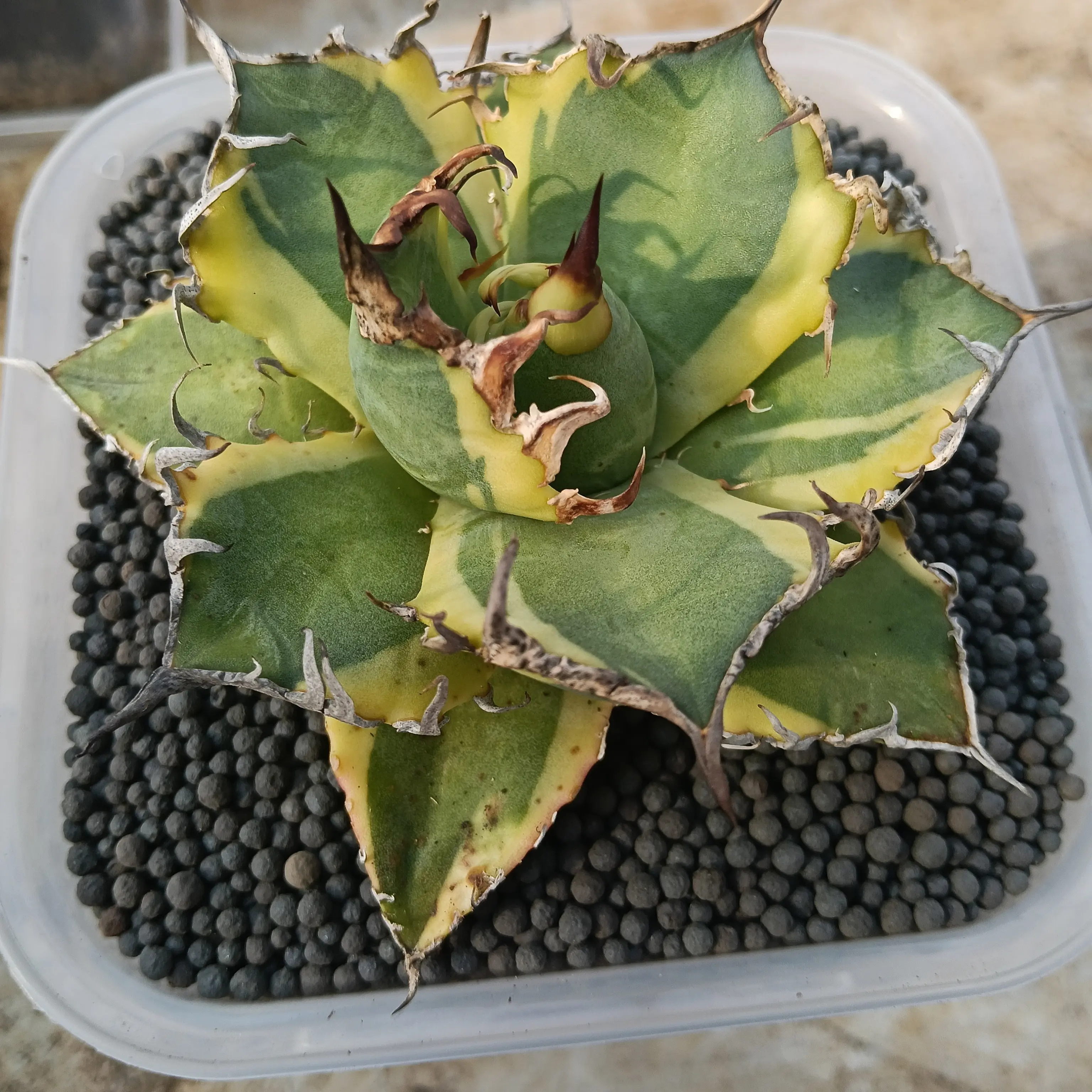 #龙舌兰仁王冠 凯撒黄覆轮