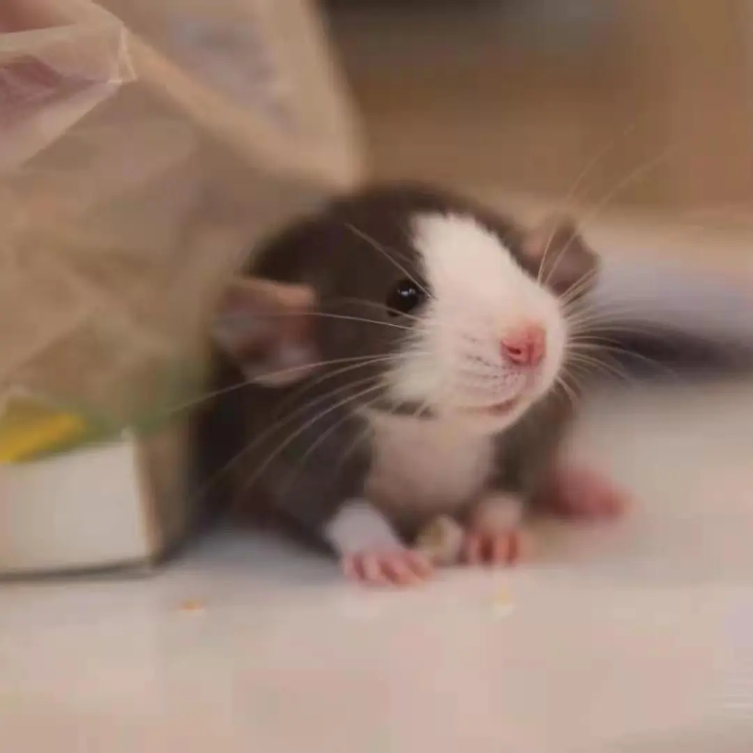 《包15天售后》萌宠花枝鼠幼崽人工培育亲人粘人认主人包邮送到家