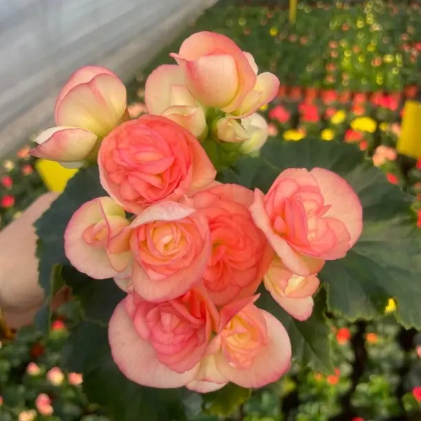 【妮可】一朵开三色丽格海棠 四季开花 好养 室内养护