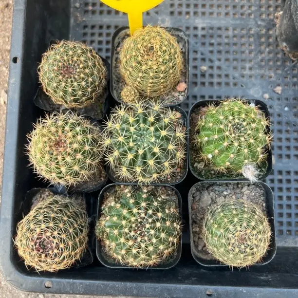 实生丽花盲拍，8颗一组一物一拍，