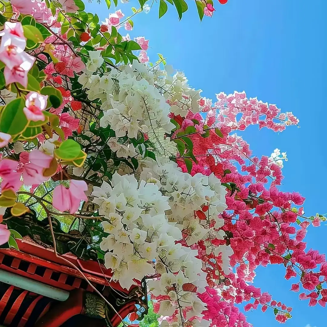 彩色三角梅（一物一拍）看清楚下单，不售后