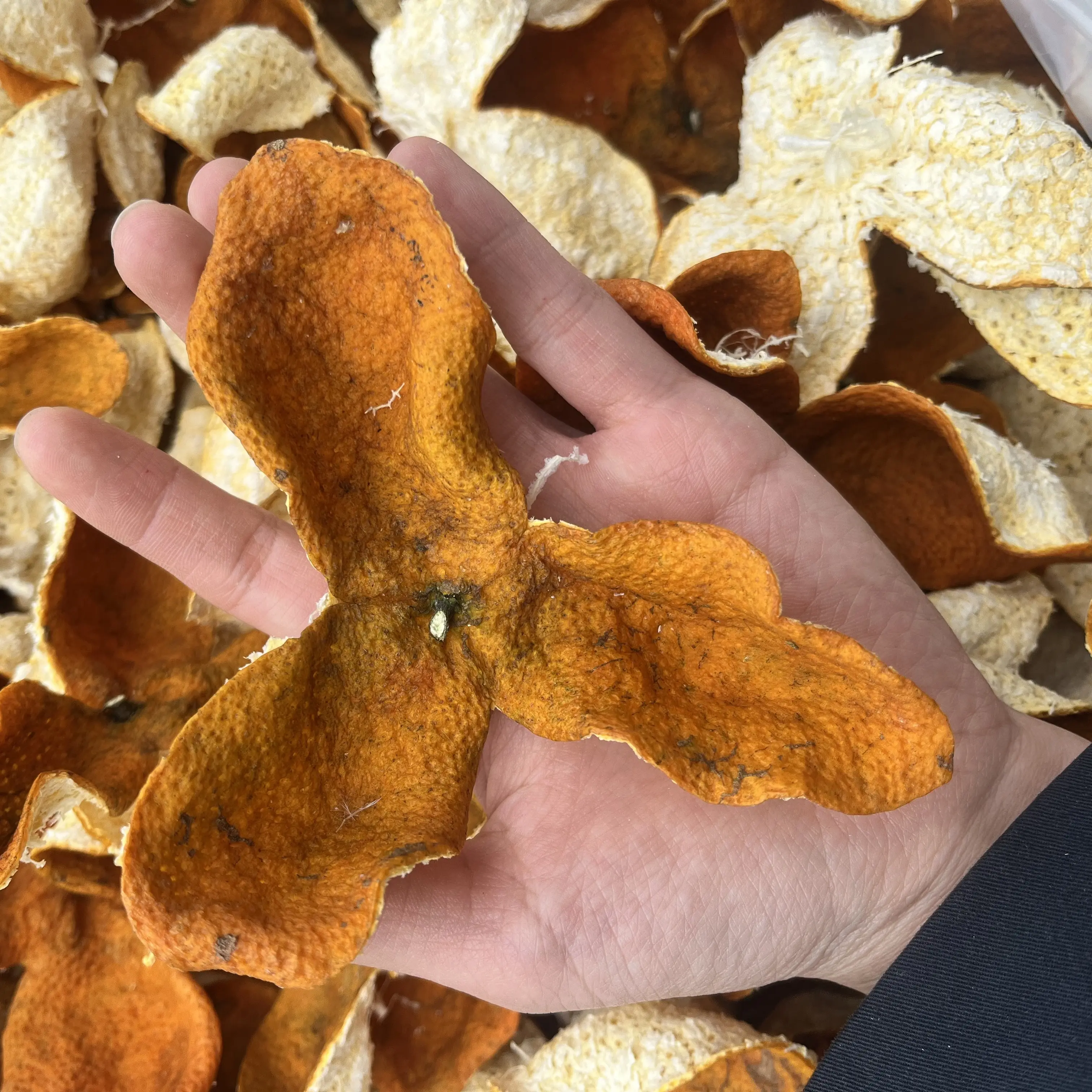 广西浦北茶枝柑2025年冬后大红皮（自家果园）