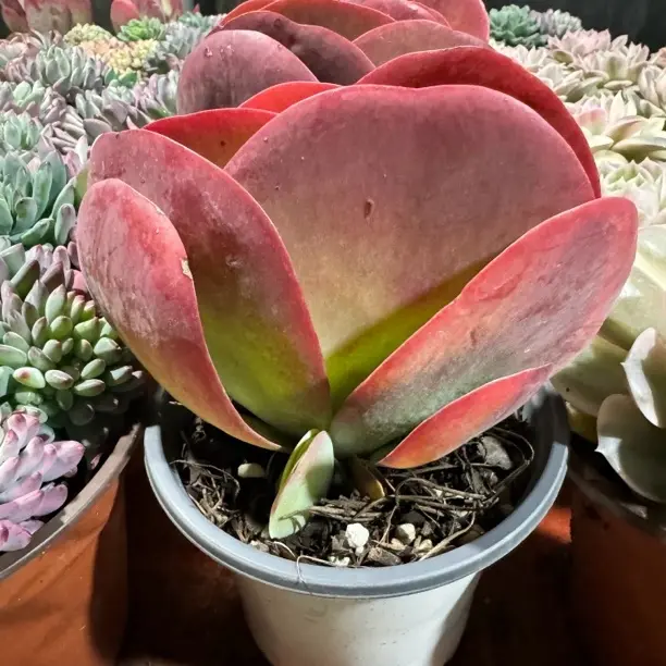新手好养唐印多肉植物适合阳台办公室净化空气