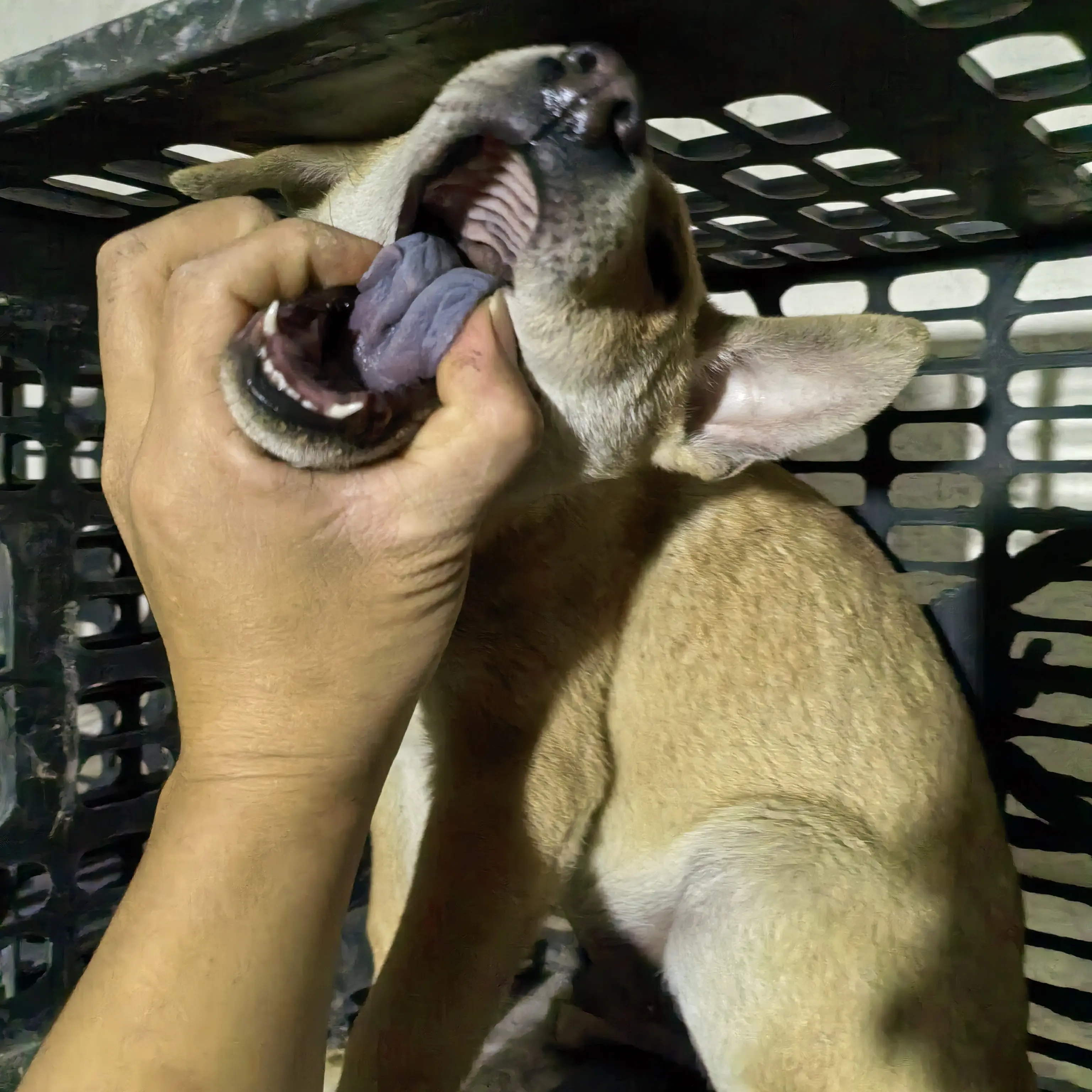 中华田园犬黄狗白面幼犬看家护院好帮手