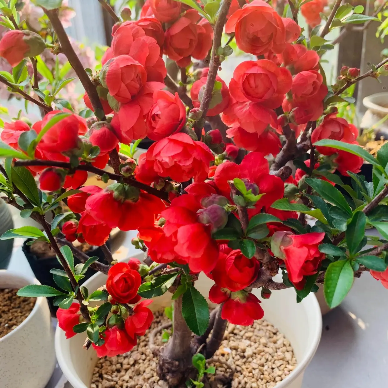 观赏价值极高的贴梗海棠盆栽红花绿叶庭院佳选