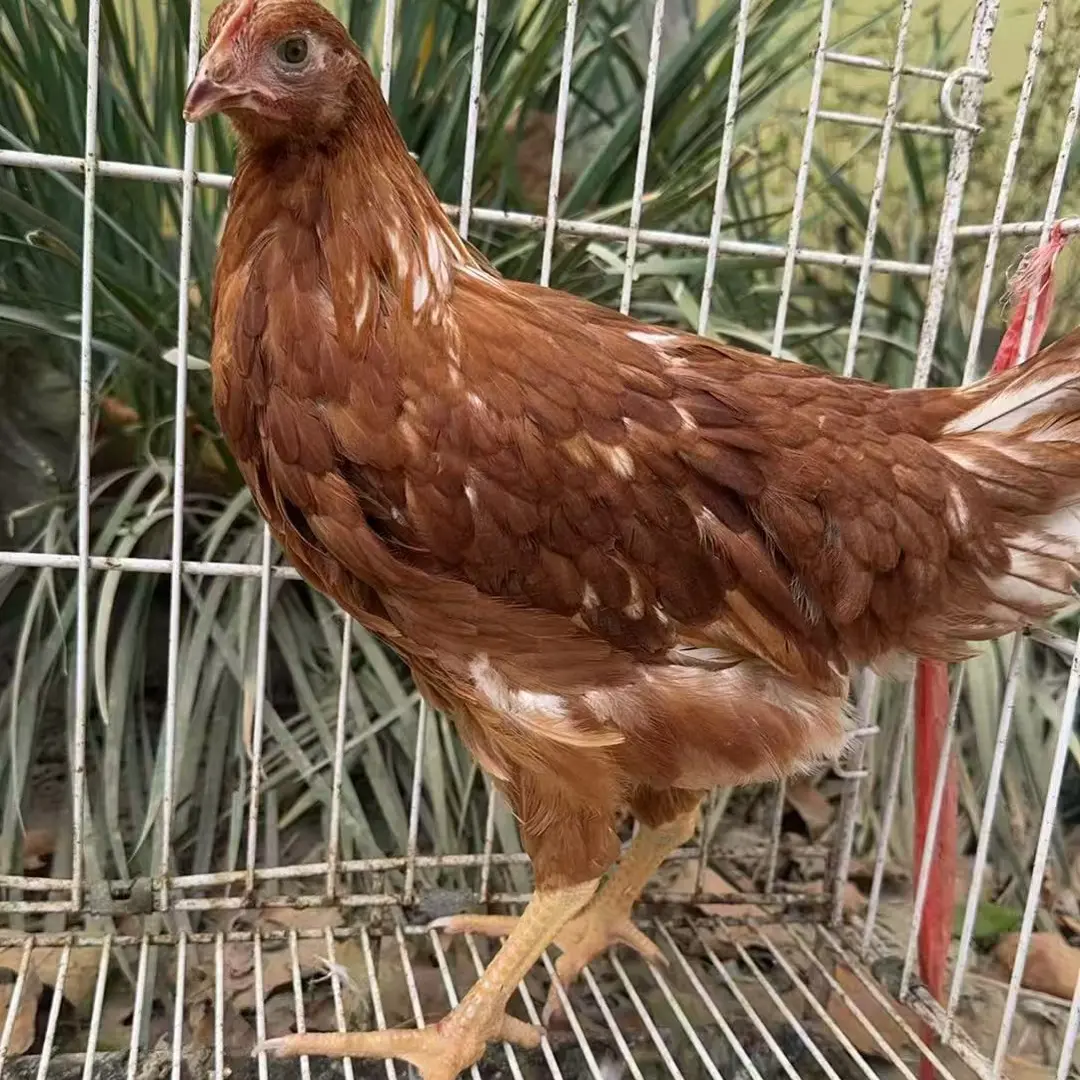 适合新人喂养性格温顺的红毛褐色长尾鸡宠物鸡现发