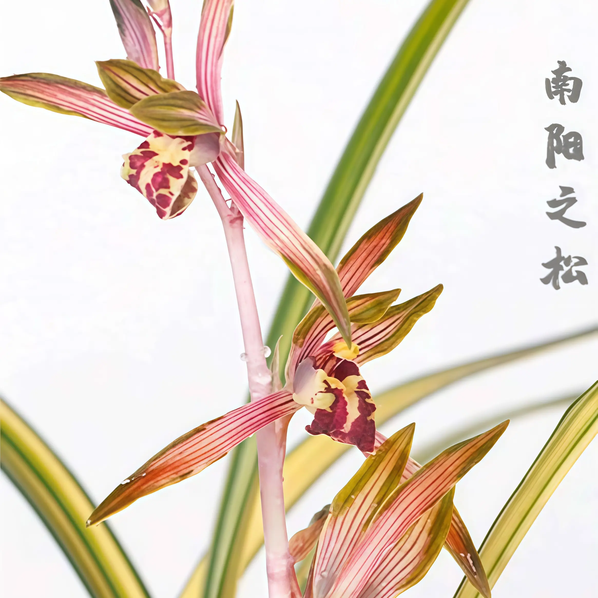 【墨兰•兰阳之松】（南阳之松）墨兰铭品浓香型-中透线艺大爆盆易上花