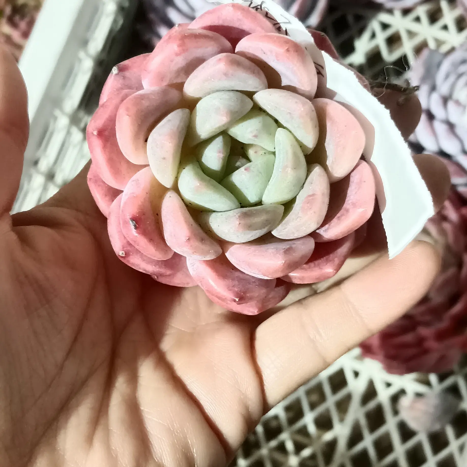 白钻 多肉植物带盆带土室内外好养净化空气盆栽花卉