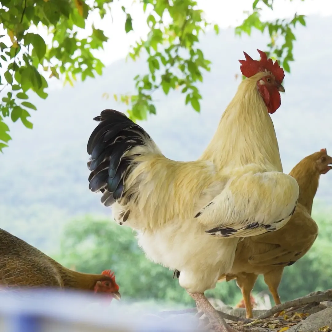 农村散养稻香土鸡，带内脏肉质鲜嫩，真空包装全程谷物喂养