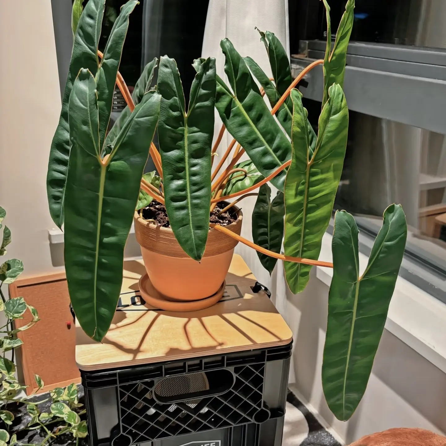 橙柄蔓绿绒网红ins风室内耐阴好养观叶绿植盆栽净化空气