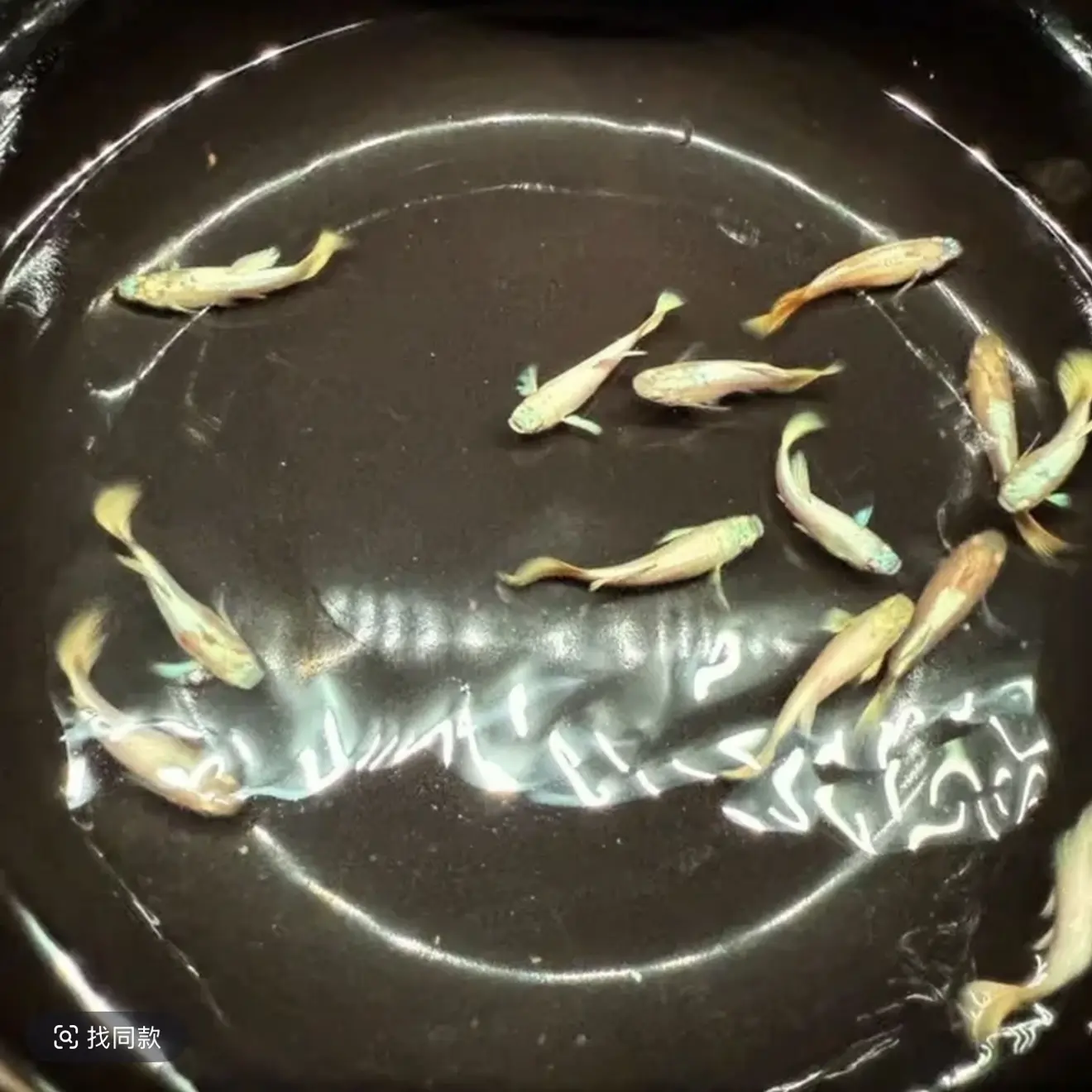 满麟黄金商品鱼（入缸后不包损）