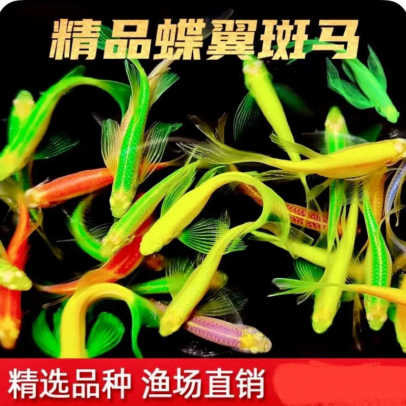 小全家福 蝶翼斑马鱼淡水观赏鱼小型好养活（没有开箱视频无法售后