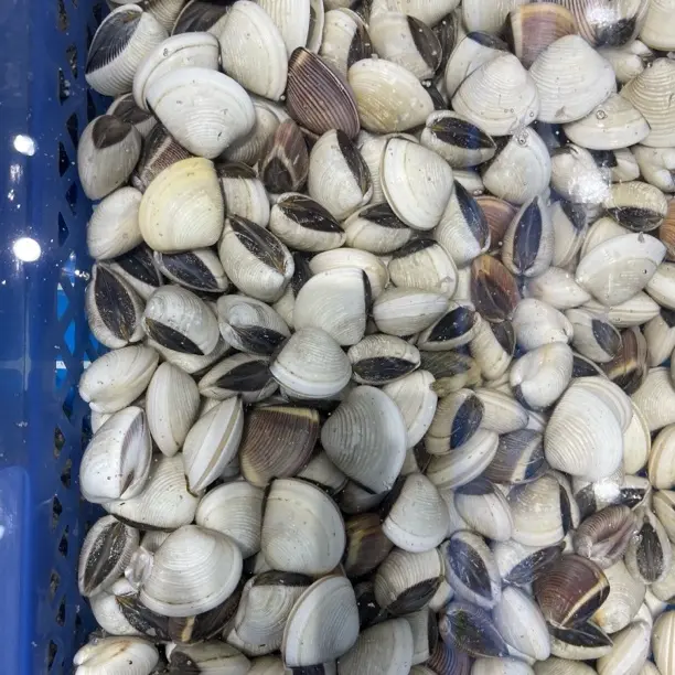 新鲜生货北海车螺白螺/500一斤足斤足两