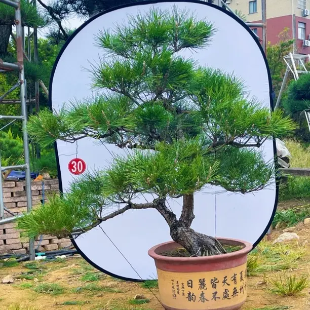 黑松造型盆景规格品种齐全