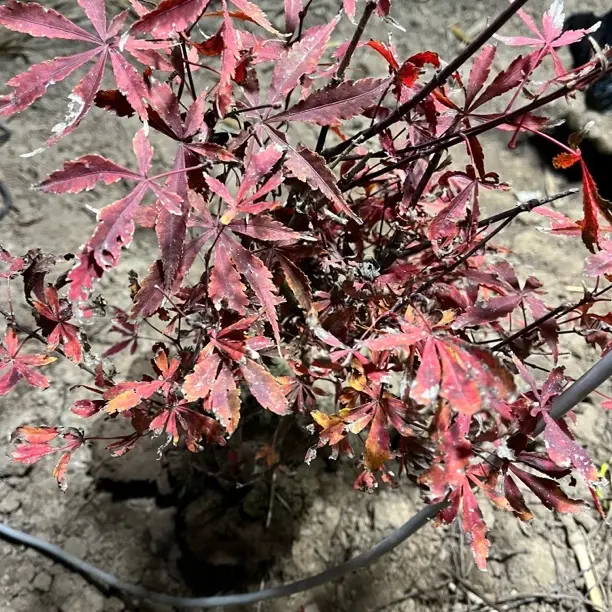 红枫庭院阳台观叶观型好养盆景盆栽花卉