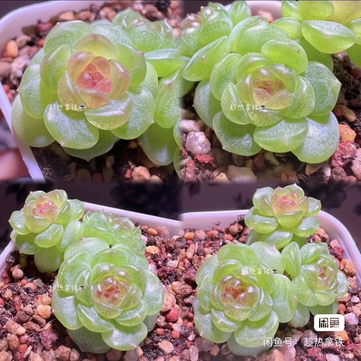 西米露 多肉植物 母本参考图 模特链接