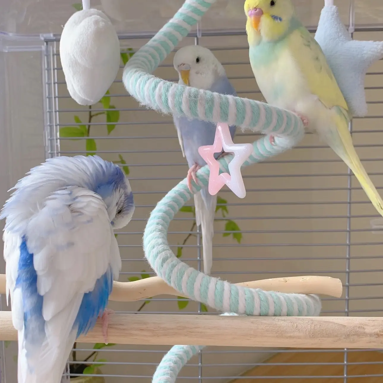 特色金彩虎皮鹦鹉会说话适合当宠物