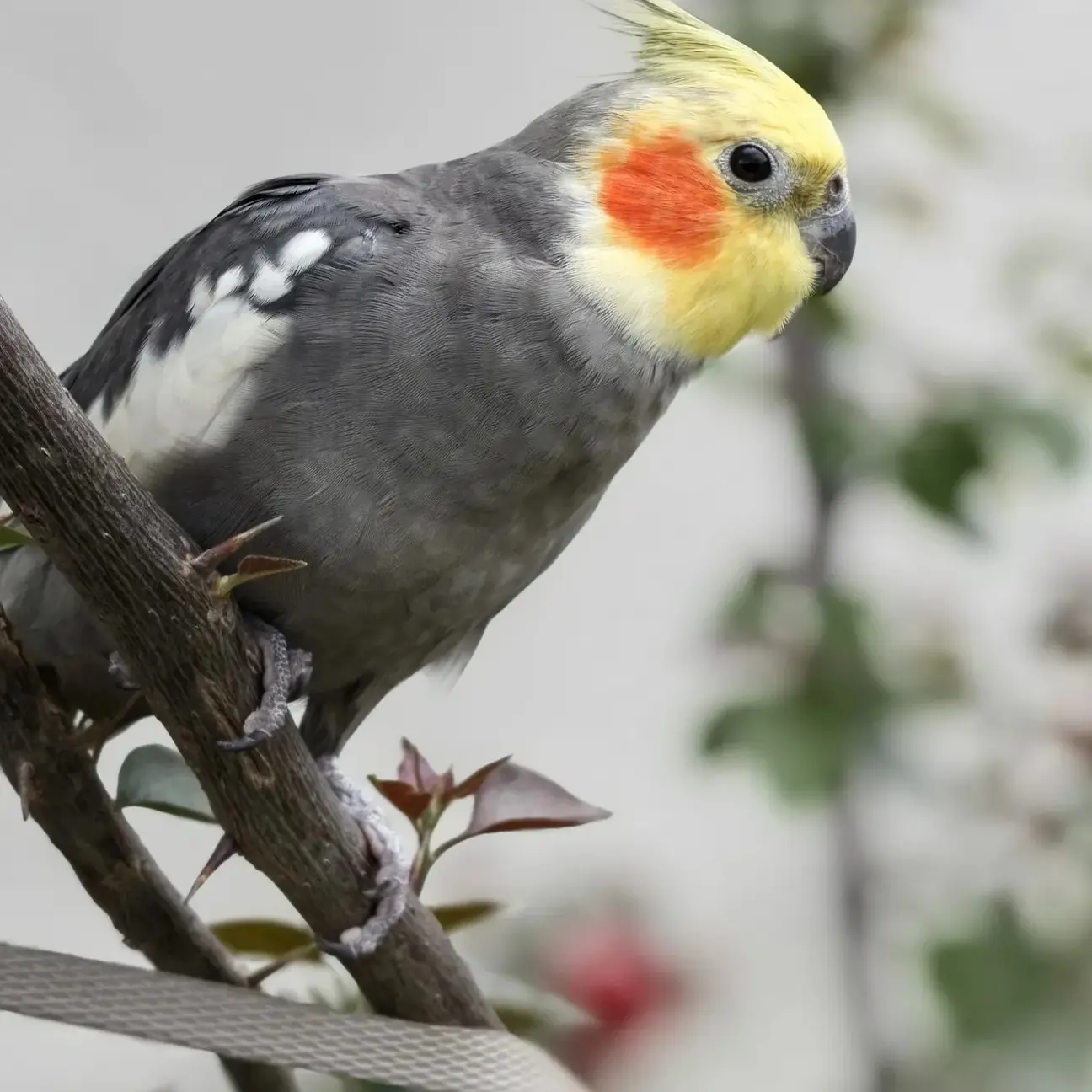 手养半毛玄凤鹦鹉（不分公母到家包48小时）