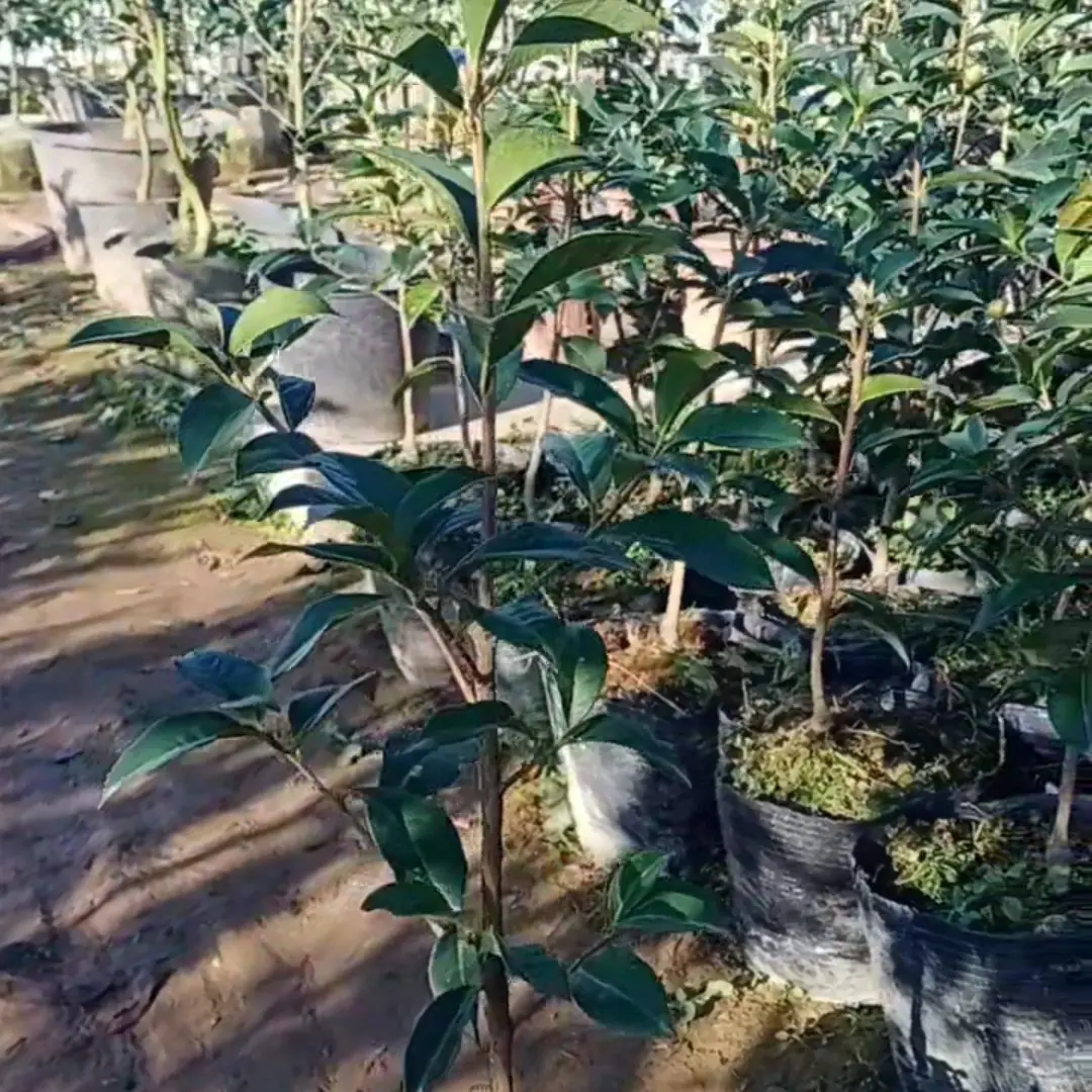 云南山茶花，云针
