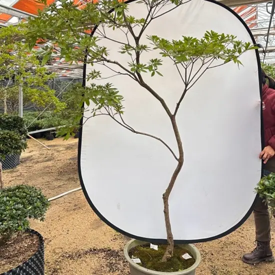 原生老桩飘逸型杜鹃耐寒耐高温室内外盆栽地栽皆可养