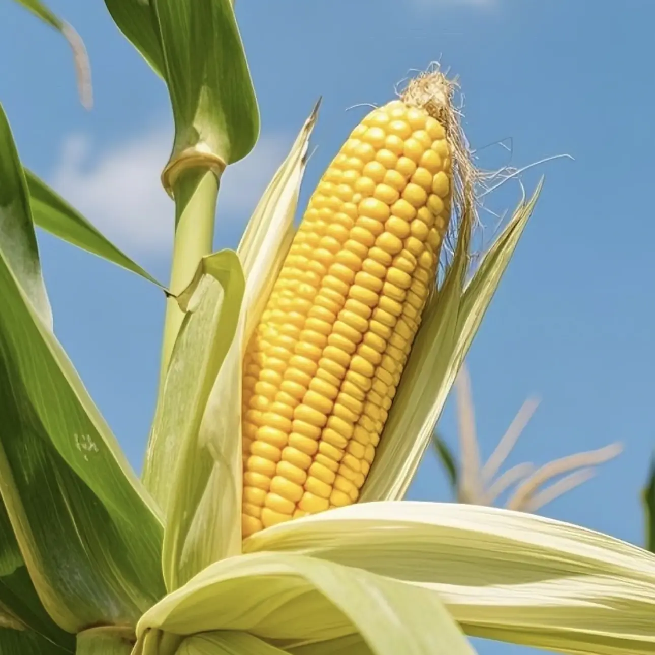 【补发勿拍】新鲜现摘水果玉米 甜脆爆汁可生吃