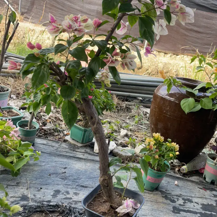 漳红缨三角梅带盆带花四季开花爬藤垂丝阳台庭院绿植花卉