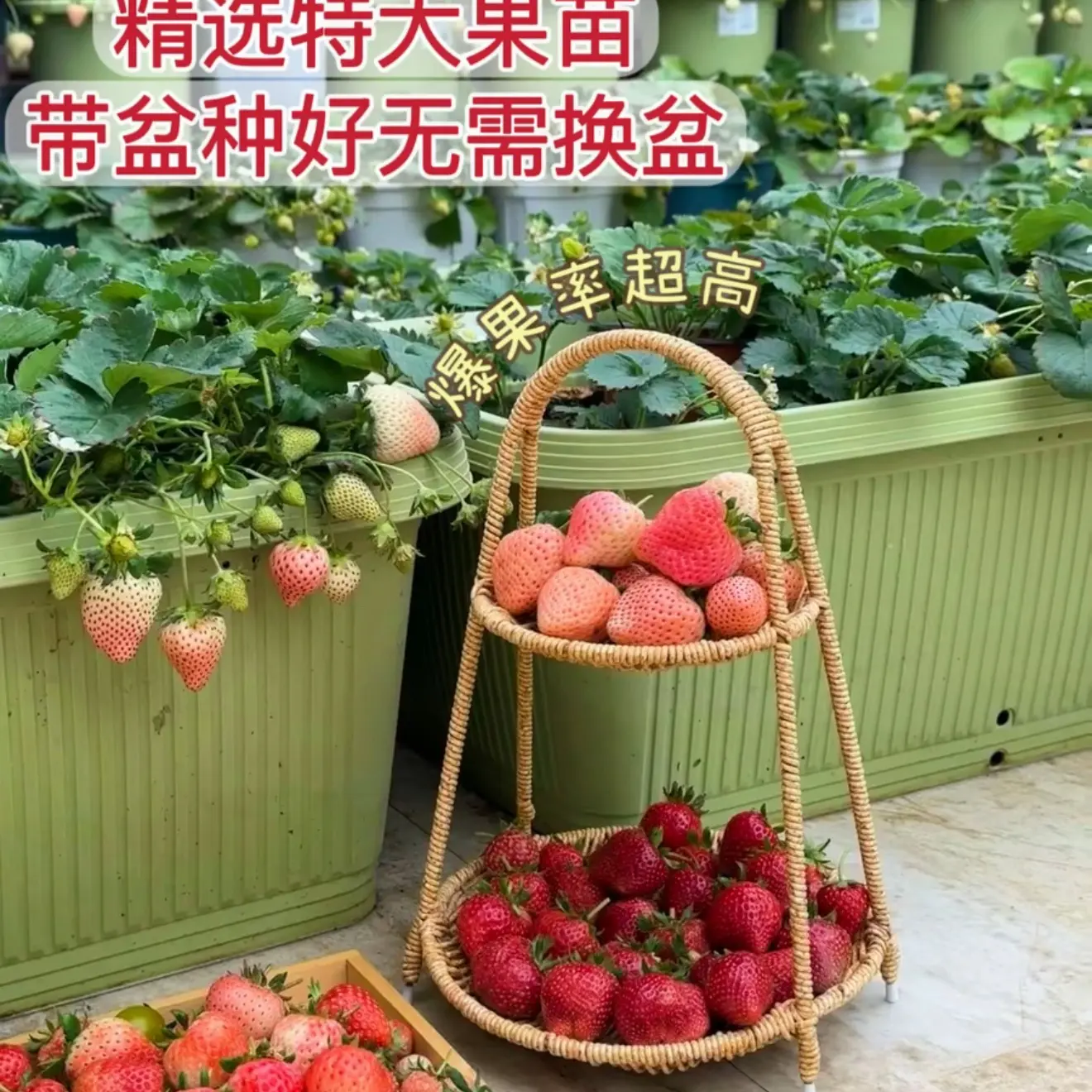 【拍3️⃣发4️⃣】草莓苗加仑盆原土原盆奶油草莓当年结果盆栽苗