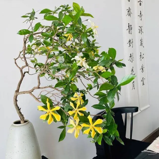 四季桂花盆栽老桩易活造型室内阳台绿植盆景