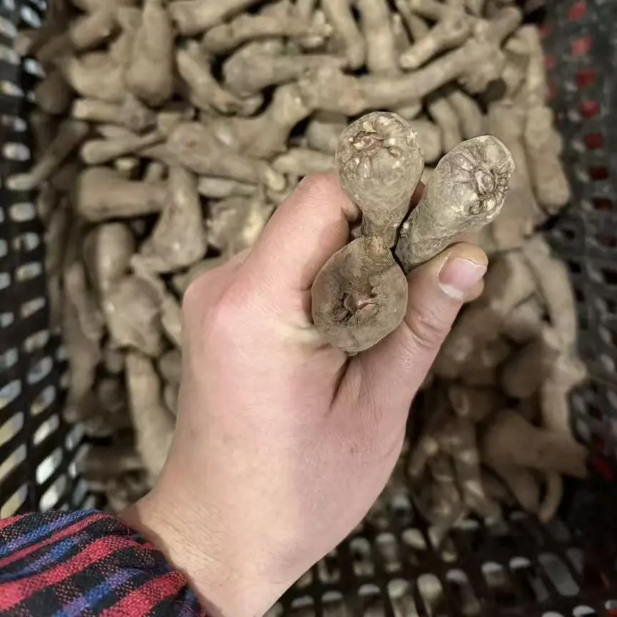 杂交魔芋黑杆花魔芋芋鞭混合装发货高发芽率抗病率芋鞭一代