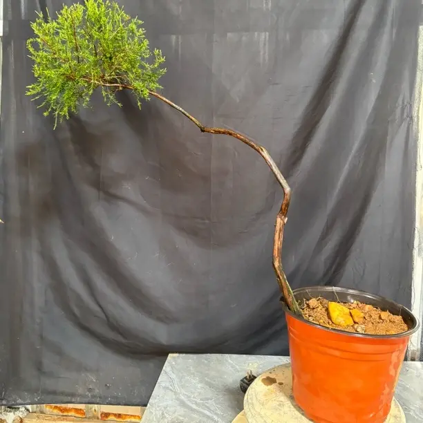 岗松 龙船花 酸藤 吊钟花等熟桩盆景 直播间一物一拍